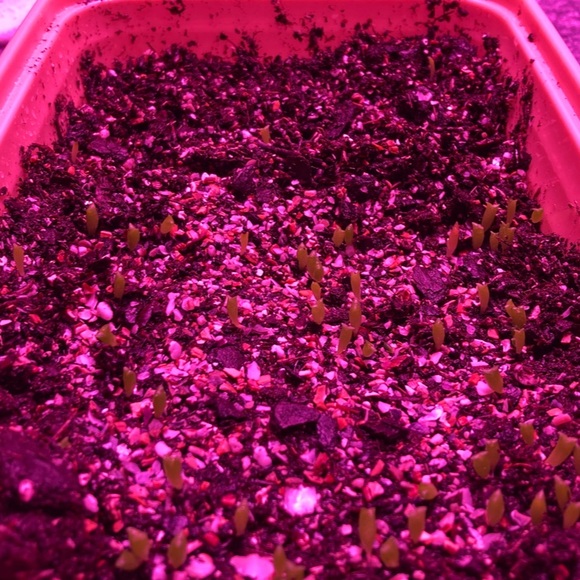 !Beginner Cactus Farmer! - Picture 2 of 6